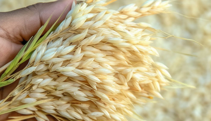粳米和大米的区别 粳米和大米的区别