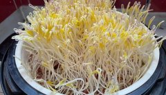 红豆芽