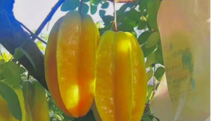 红种甜杨桃 红种甜杨桃