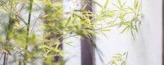 竹子砍了还会长出来吗