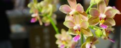 蝴蝶兰花败后茎要不要剪掉