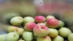 白粉梅