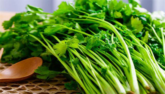 香菜喜欢阳光吗 香菜喜欢阳光吗