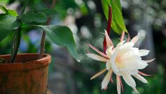 昙花