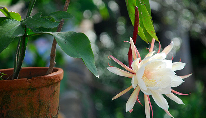 昙花 昙花