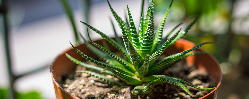 花盆里有小飞虫怎么去除 花盆里有小飞虫怎么去除