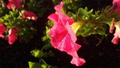 牵牛花