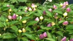 七彩辣椒的种植方法和养护