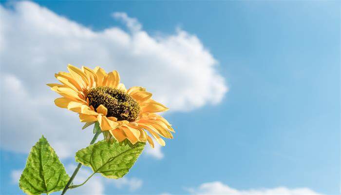 向日葵9月份还开花吗 向日葵9月份还开花吗