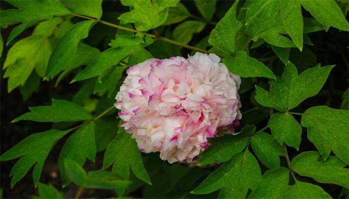 芍药能在花盆里养吗 芍药能在花盆里养吗