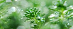 油菜花图片（形态特征和养护方法简介）
