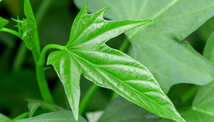 红薯的种植技 红薯的种植技