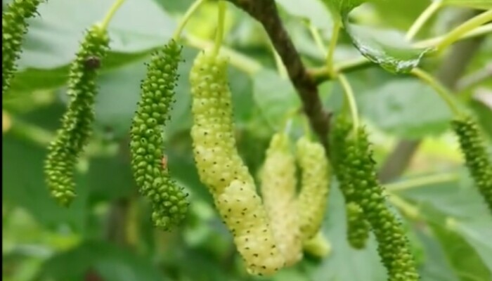 白长果 白长果