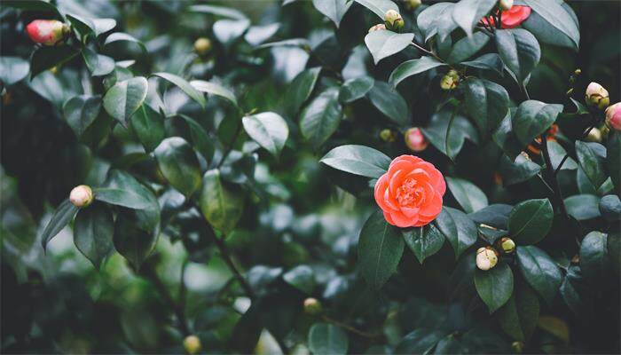 山茶花是春天开的吗 山茶花是春天开的吗