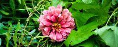 木菊花的养殖方法