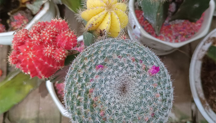 花盆里有小飞虫怎么去除 花盆里有小飞虫怎么去除