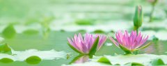 四叶菡萏是什么花