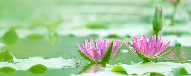 四叶菡萏是什么花 四叶菡萏是什么花