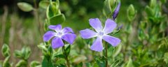 索玛花寓意