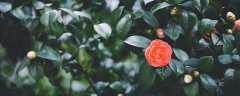 茶花怎样浇水几天浇一次