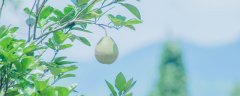 盆栽柚子树的养殖方法