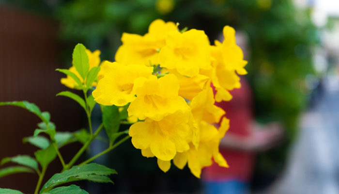 黄钟花 黄钟花