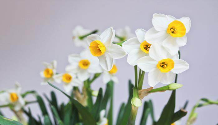 水仙花种植 水仙花种植