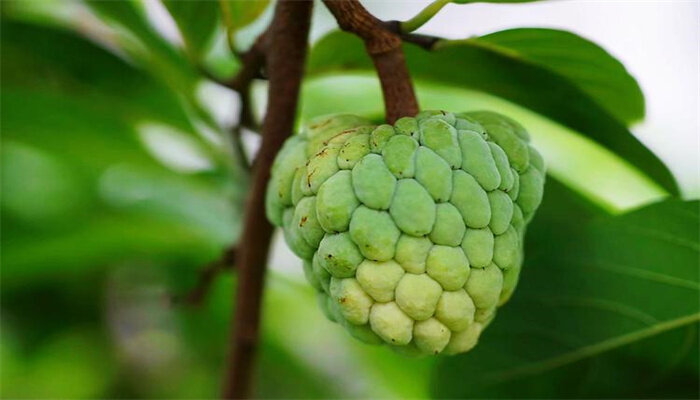 秘鲁番荔枝 秘鲁番荔枝