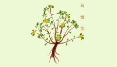 金枝玉叶
