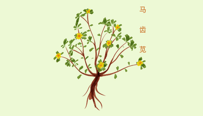 金枝玉叶 金枝玉叶
