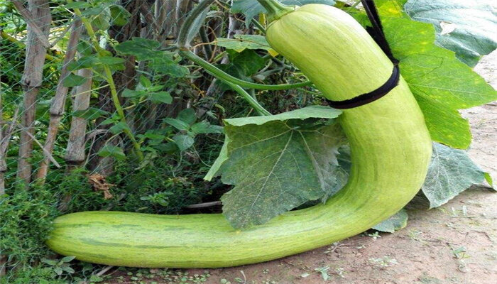 砍瓜 砍瓜
