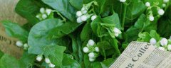 茉莉花怎么繁殖扦插