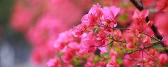 三角梅疯长枝叶不开花