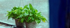 绿植换盆季节