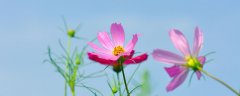 花蕾和花蕊什么区别