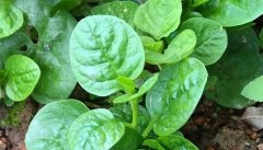 蚕菜