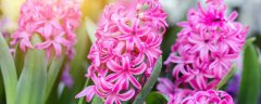 风信子水培季节