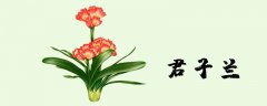 君子兰根烂了能救活吗