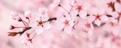 中国国花