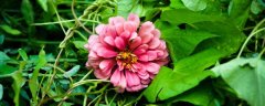 牡丹花图片（形态特征和养护方法简介）