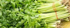 芹菜几棵栽一起