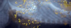 腊梅花的特点