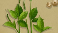 三棱草