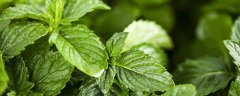 薄荷养护注意事项