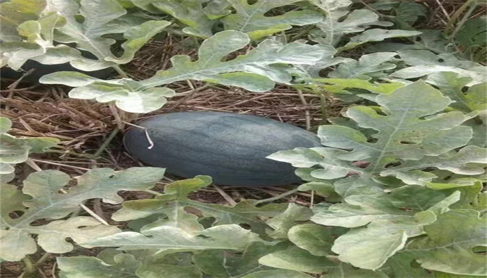 蜜宝西瓜