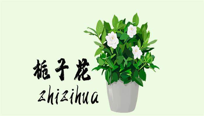栀子花叶子发黄是什么原因 栀子花叶子发黄是什么原因