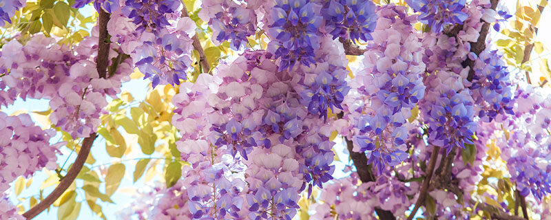 紫藤花花语 紫藤花花语