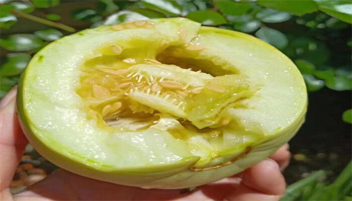 马连庄甜瓜 马连庄甜瓜