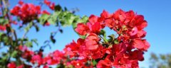 杜鹃花施肥