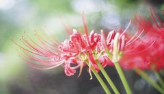 彼岸花